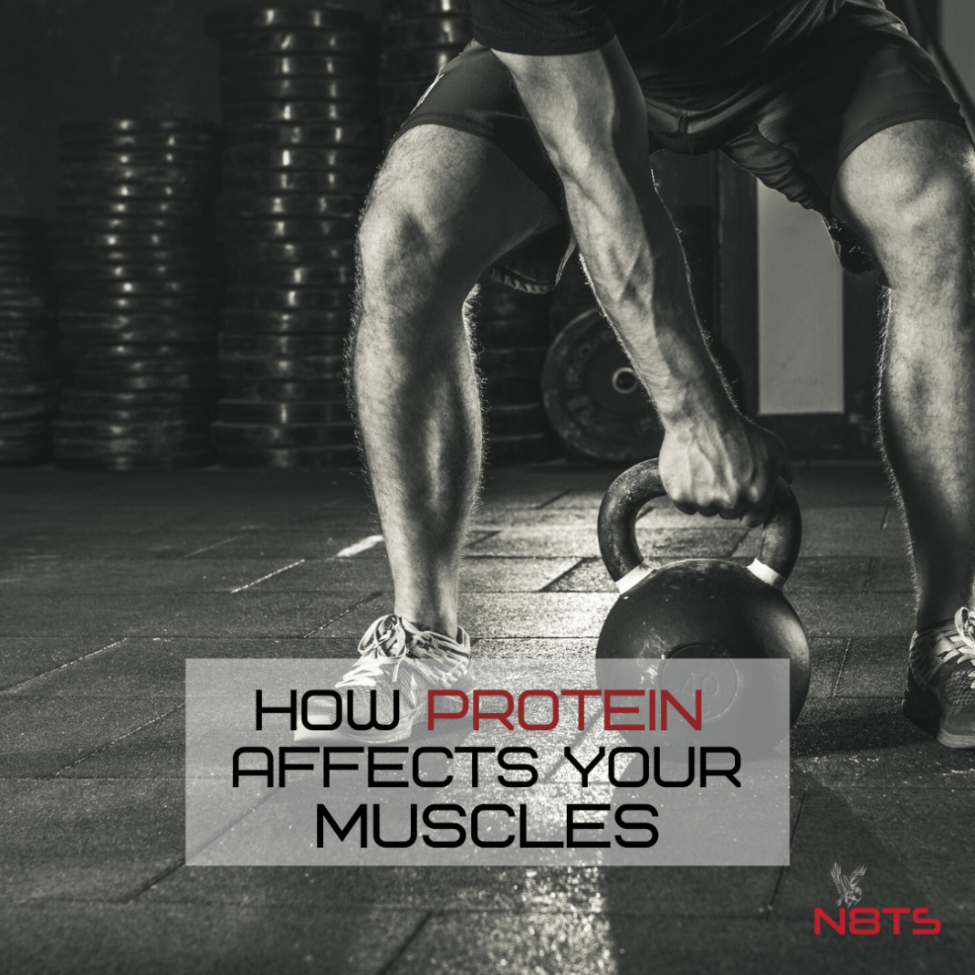Why You Need Protein To Build Lean Muscle N8 Training Systems